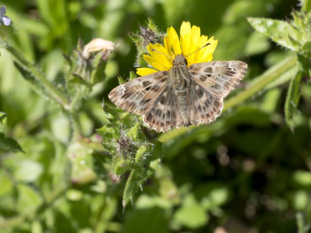 Farfalla da id per favore - Carcharodus alceae, Hesperiidae